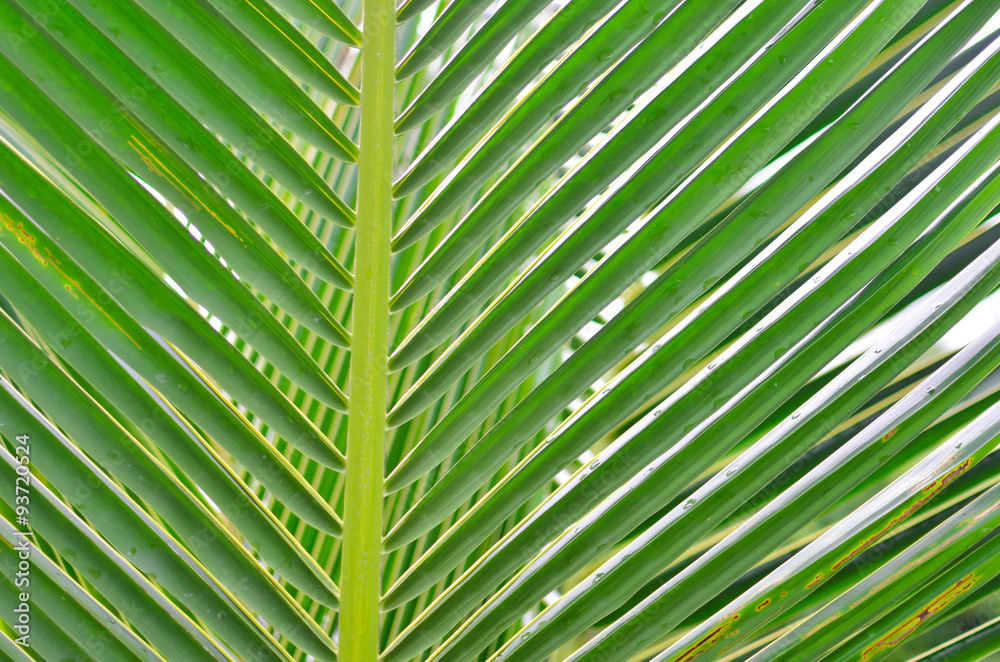 coconut leaf coconut leaf