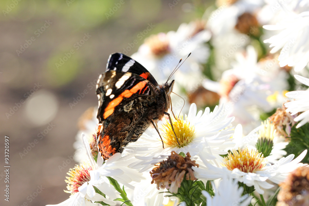 Obraz premium Schmetterling auf Herbstaster