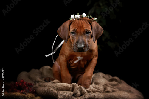 Rhodesian Ridgeback dog resting © brusnikaphoto