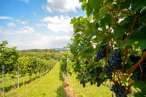 Southern Styria Austria - Red wine: Grape vines in the vineyard before harvest