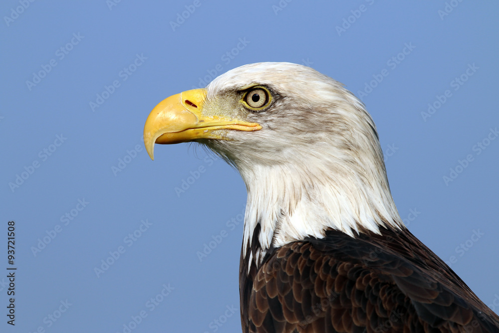 sea eagle sea eagle