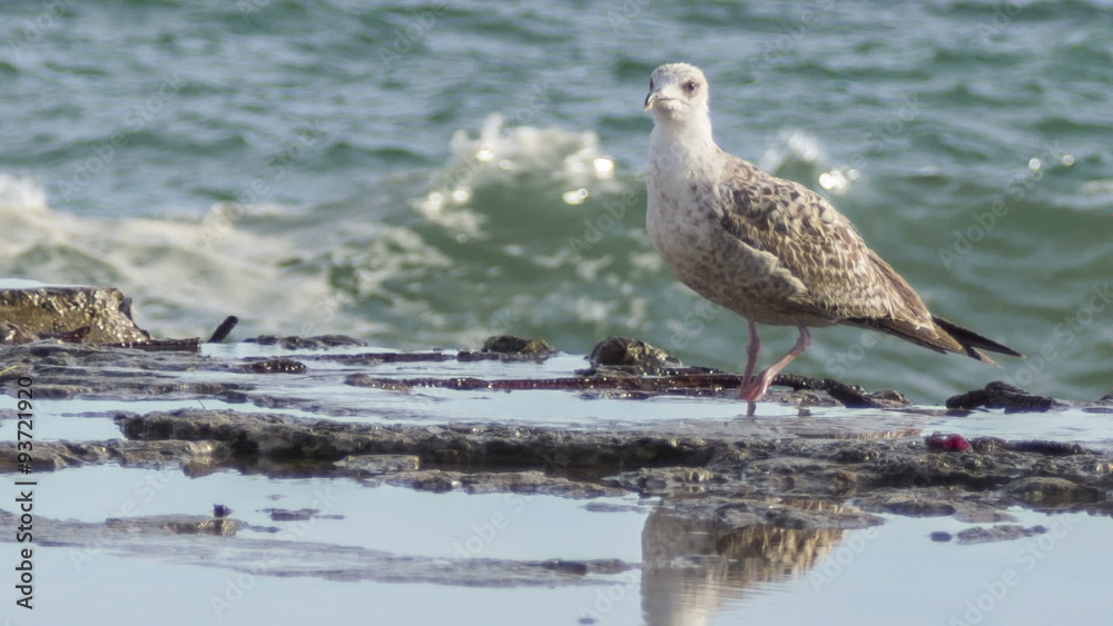 Seagull walking on the breakwater
Seagull walking on the breakwater