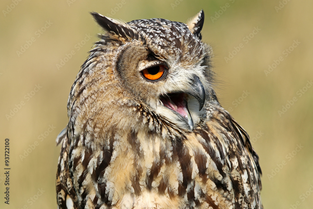 Fototapeta premium Indian eagle-owl