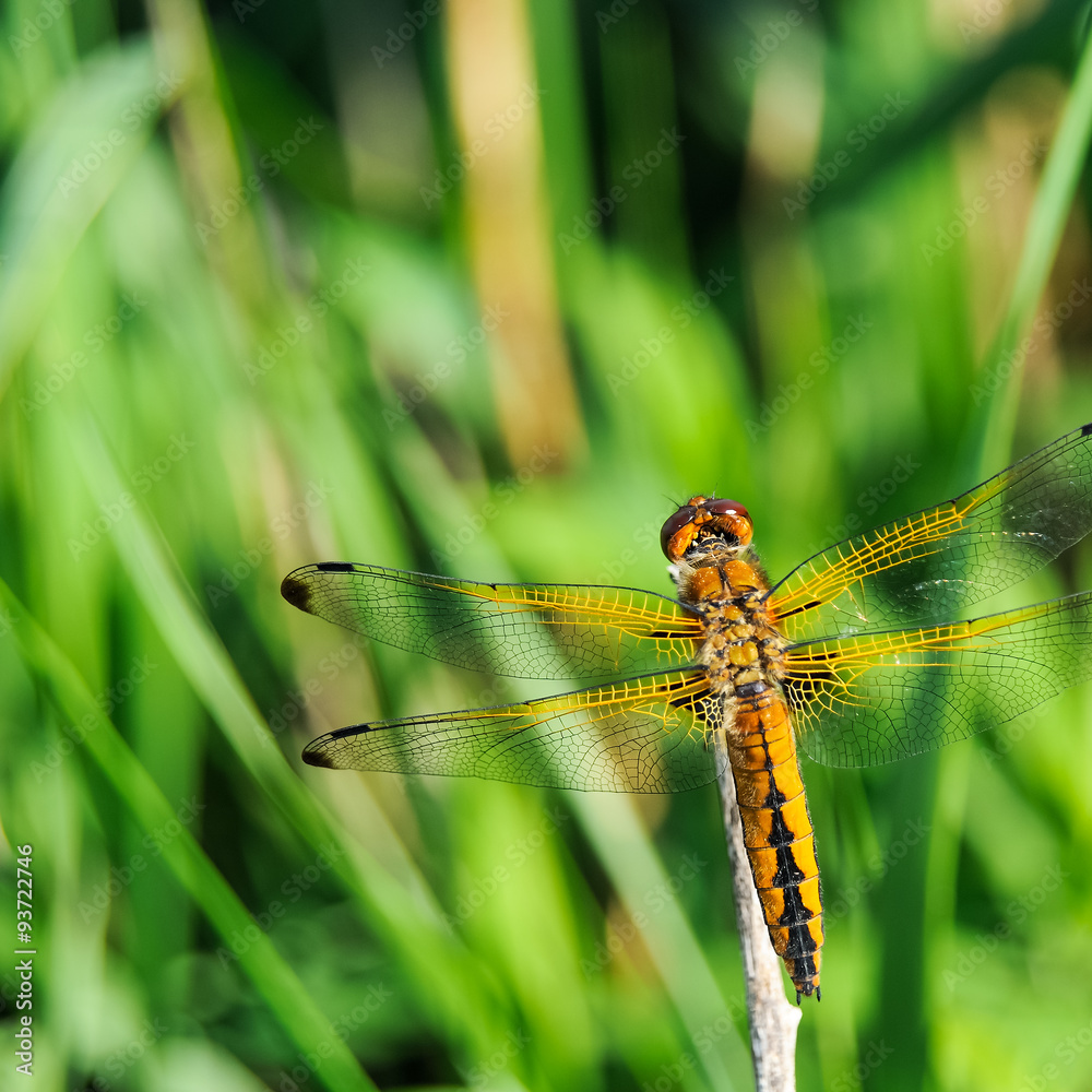 Libelle orange auf Zweig in der Wiese Libelle orange auf Zweig in der Wiese