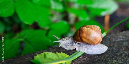 Schnecke im Regen kriecht über Hindernis photo