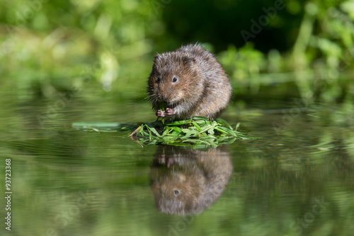 Water Vole