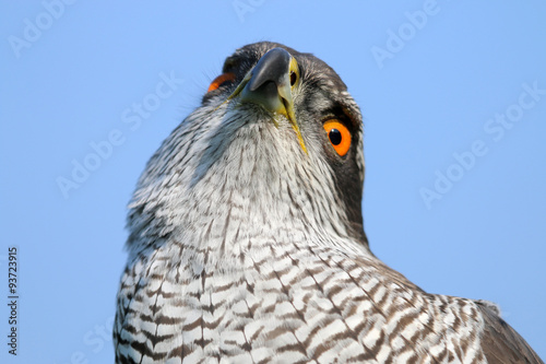 Northern goshawk photo