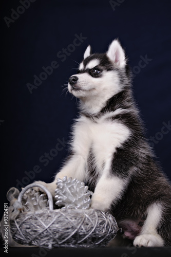 Cute little puppy of syberian husky