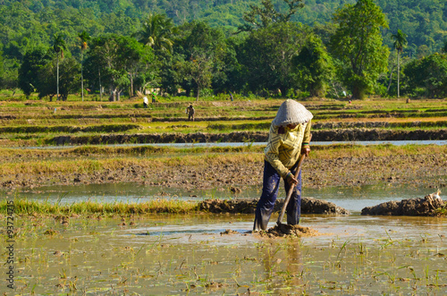 khmer women working on rice field in Mekong delta