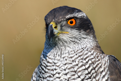 Northern goshawk