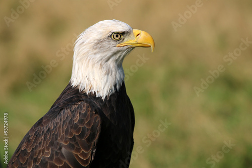 sea eagle