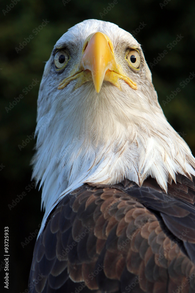 Obraz premium sea eagle