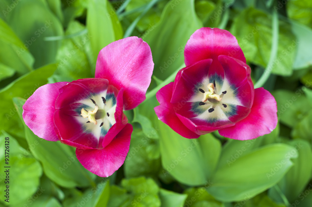 Two pink tulips