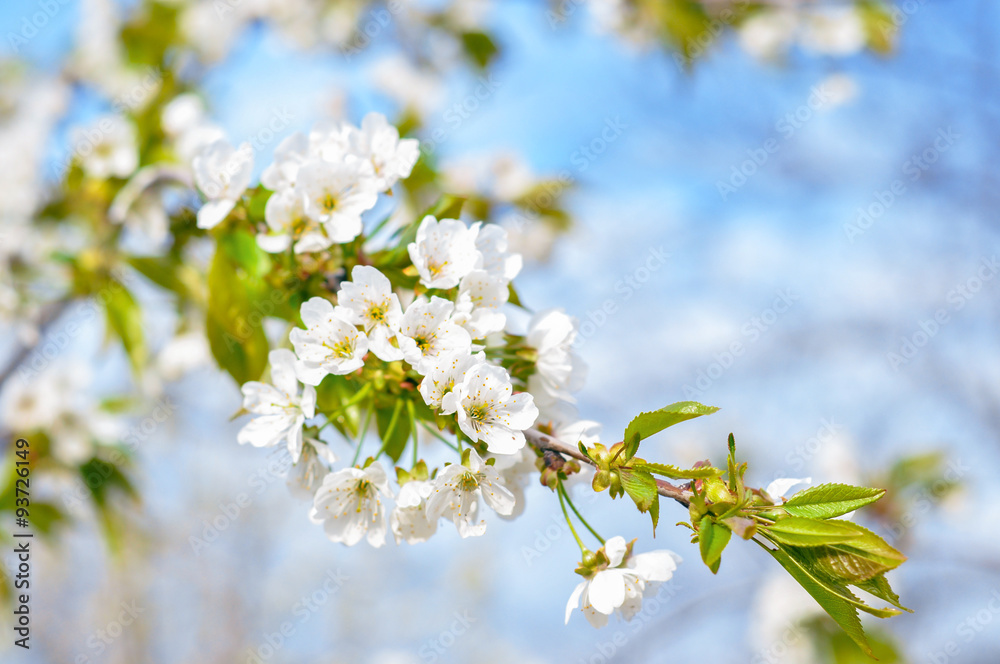 Spring cherry branch Spring cherry branch