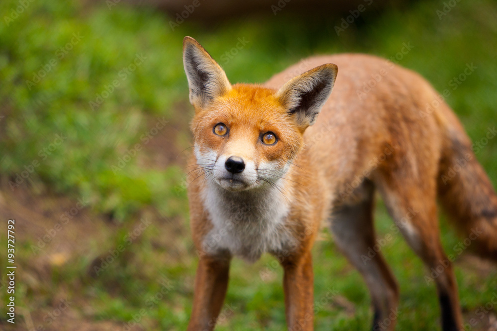 Fox Fox