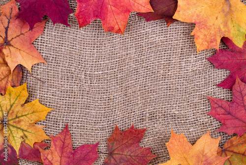 Background from autumn leaves of a maple on burlap