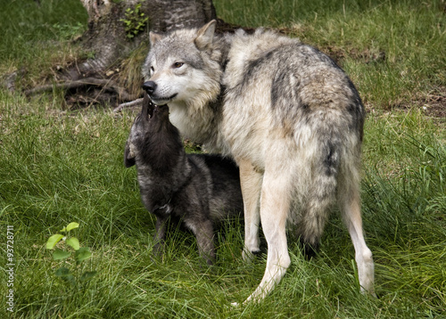 Grey wolf mother and black baby wolf