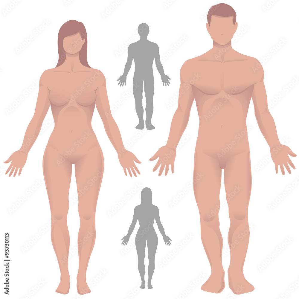 Male and Female Anatomy in Vector Male and Female Anatomy in Vector