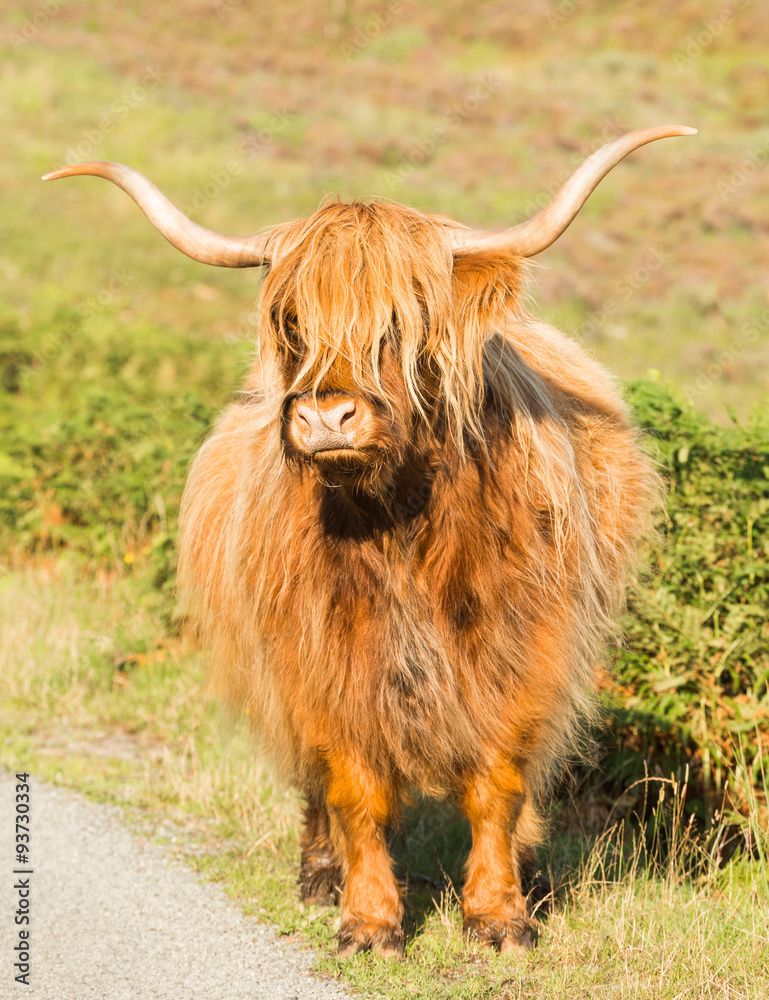 Highland Cattle, Skye, Scotland Highland Cattle, Skye, Scotland