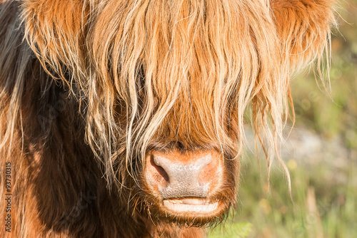 Highland Cattle, Skye, Scotland photo