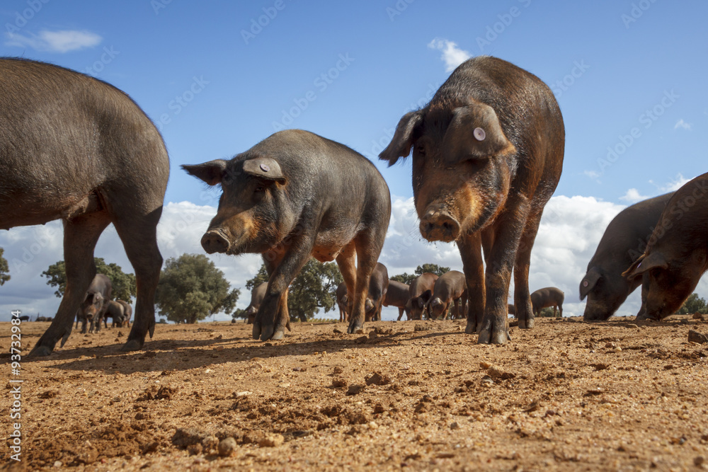 Cerdo Ibérico en la dehesa de Extremadura. Piara de guarros de pata negra. Encinas y cerdos ibéricos criados con bellota. Cerdo Ibérico en la dehesa de Extremadura. Piara de guarros de pata negra. Encinas y cerdos ibéricos criados con bellota.