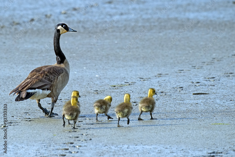 Naklejka premium Canada Goose and Goslings