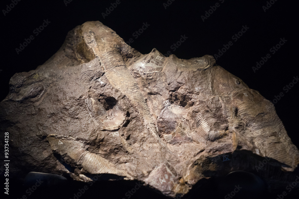 fossil fish embedded in stone, real ancient petrified shell for fossil fish embedded in stone, real ancient petrified shell for