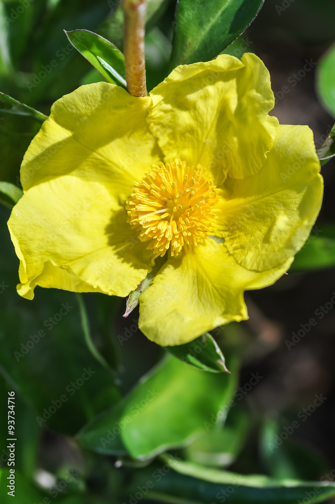 Fototapeta premium Hibbertia Golden Yellow