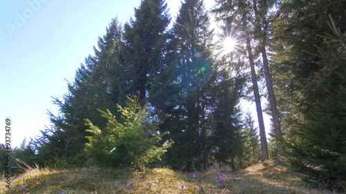 Slide in a mountain wood environment photo