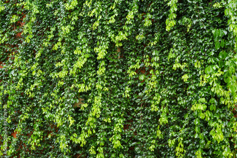 Wall Covered With Ivy