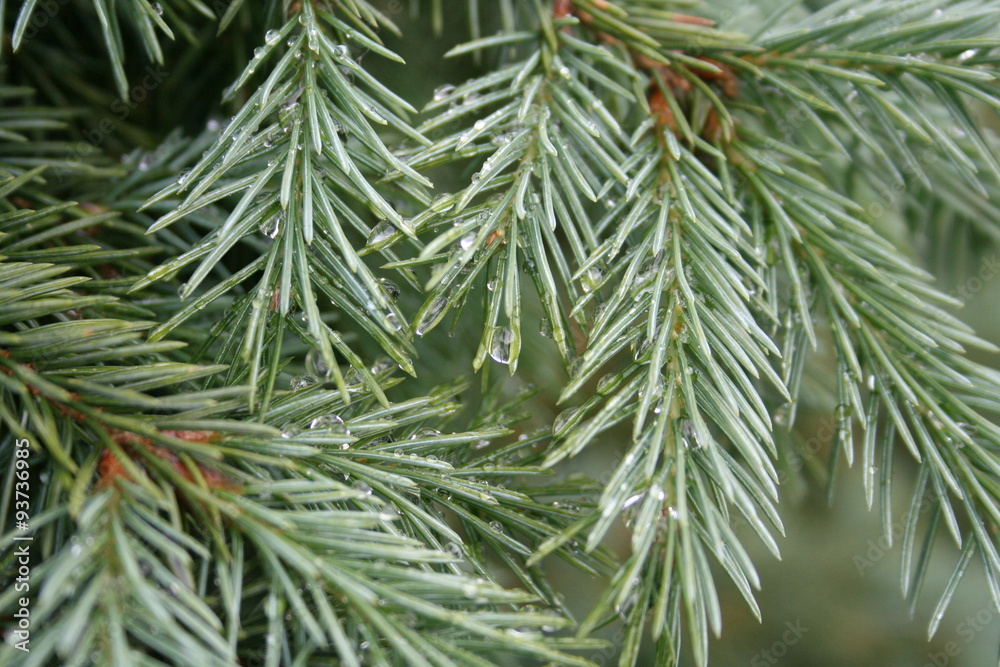 Green pine tree with raindrops Green pine tree with raindrops