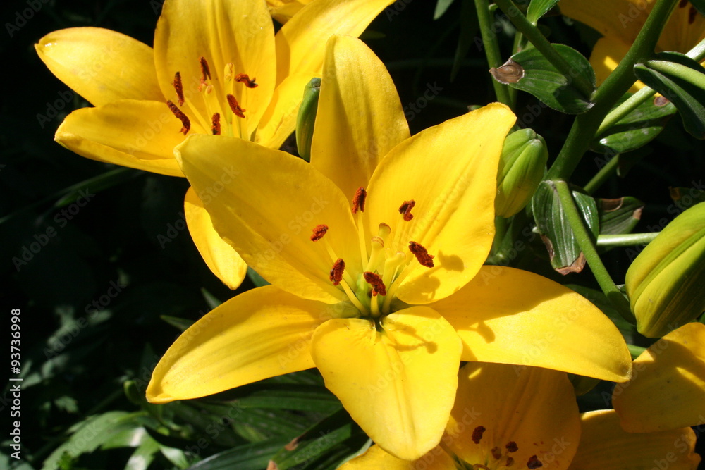 Obraz premium Yellow lily flower.