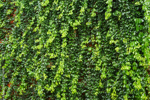 Wall Covered With Ivy