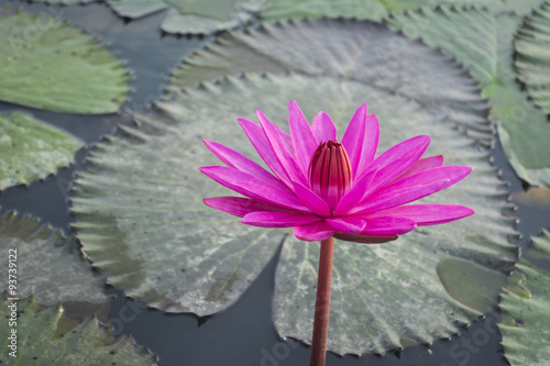 Pink Lotus flower and lotus leaf background