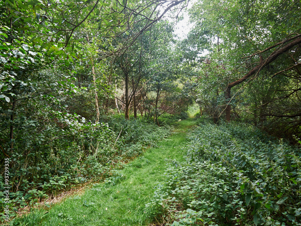 Fototapeta premium Beautiful lush green forest