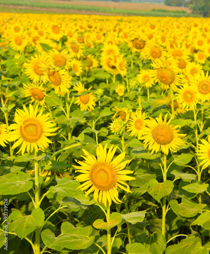 Sunflowers field.