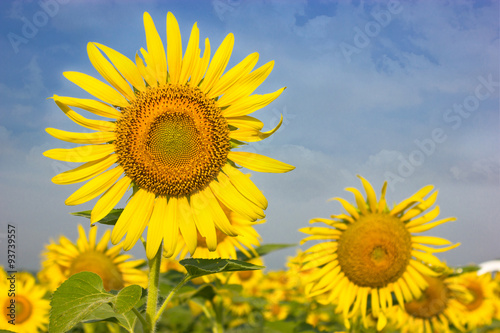 Fototapeta Naklejka Na Ścianę i Meble -  Beautiful yellow Sunflower.