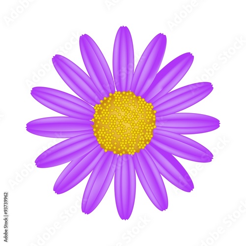 Purple Daisy Flower on A White Background