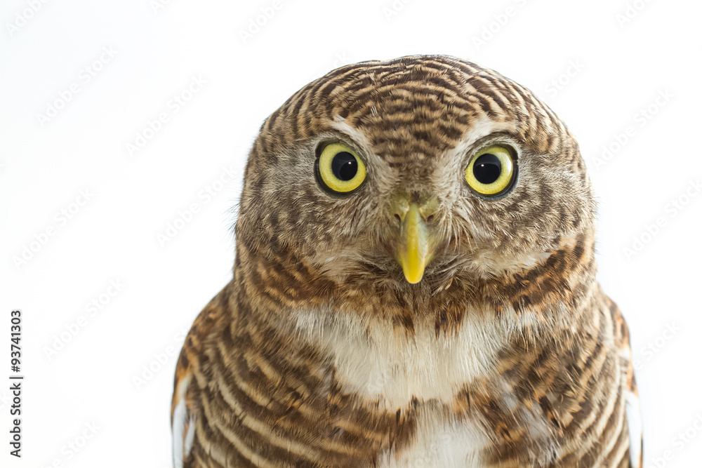 Fototapeta premium portrait of owl in front of white background