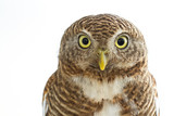 portrait of owl in front of white background
