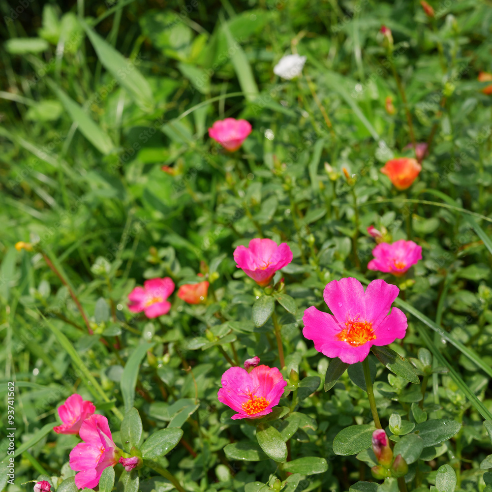 The portulaca flowers at the backyard garden. (1) The portulaca flowers at the backyard garden. (1)