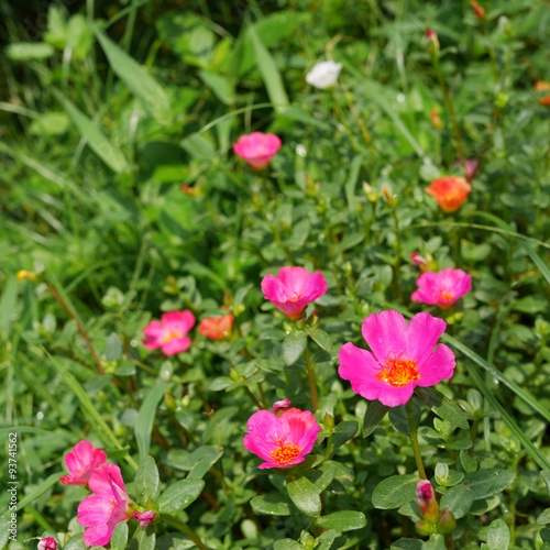 The portulaca flowers at the backyard garden. (1) © Phasuthorn Design