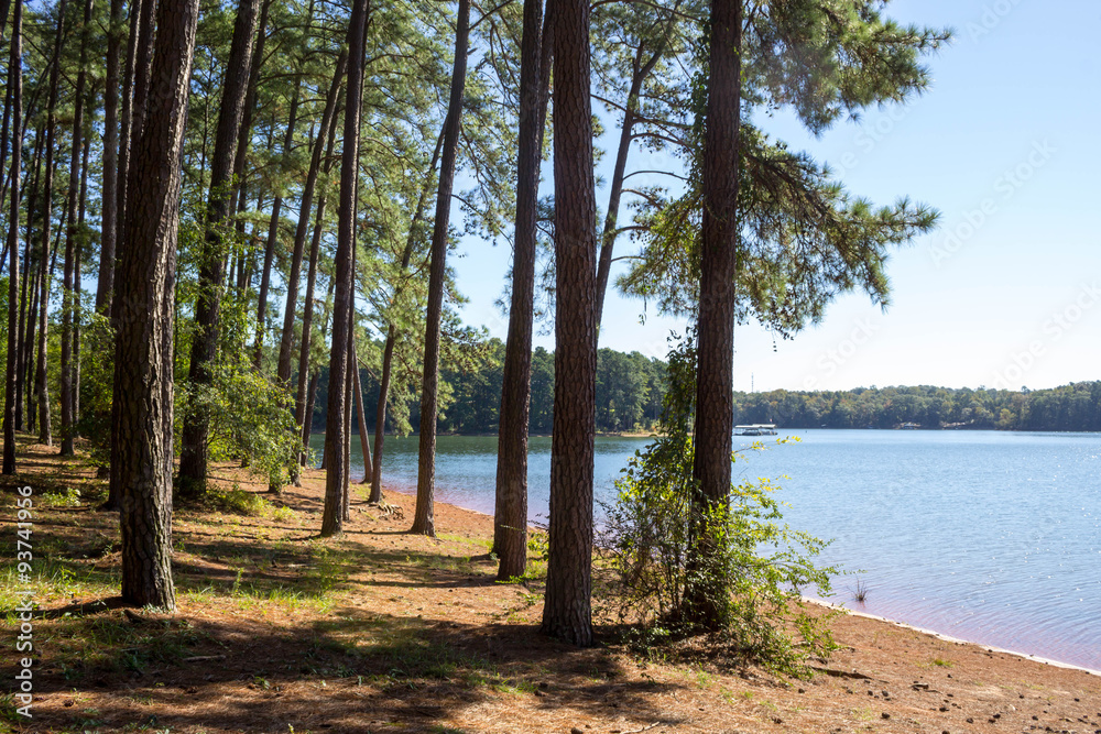 Forest lake Forest lake