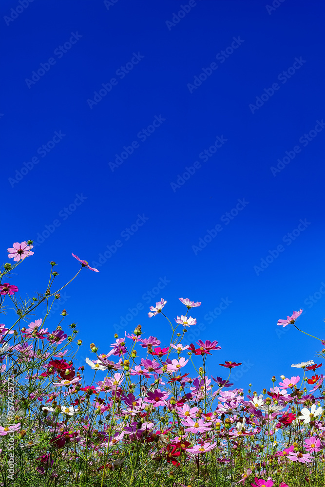 ピンク色と赤色のコスモスの花