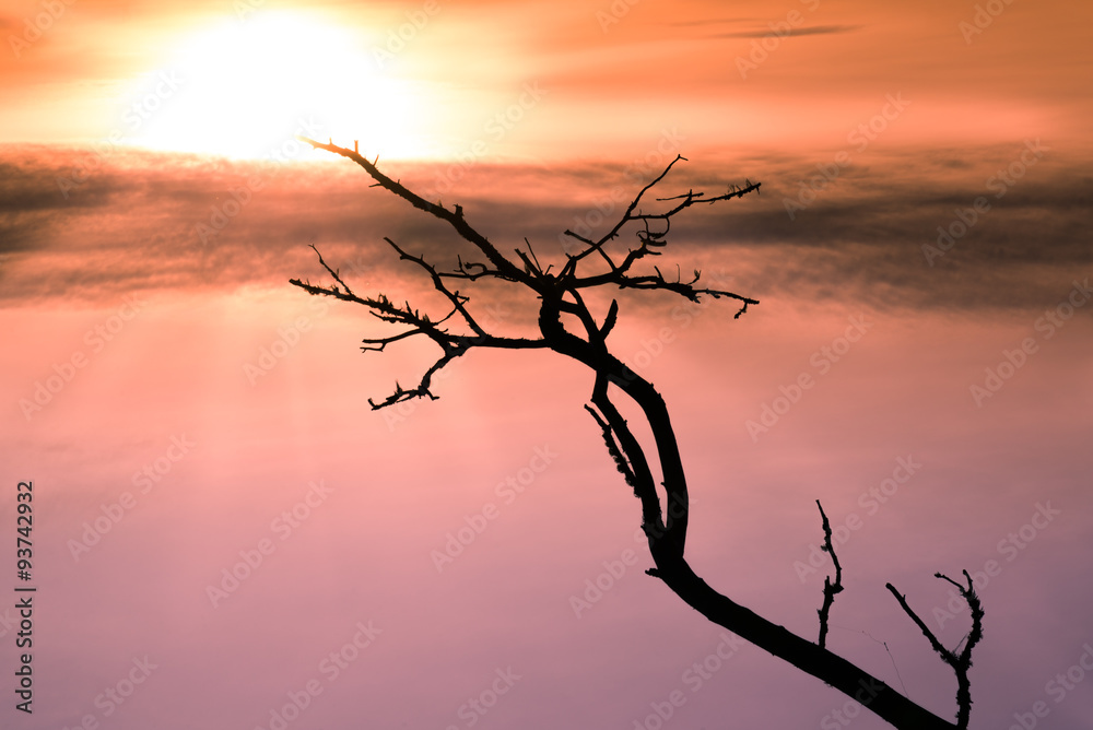 empty black branch stretching towards the sun empty black branch stretching towards the sun