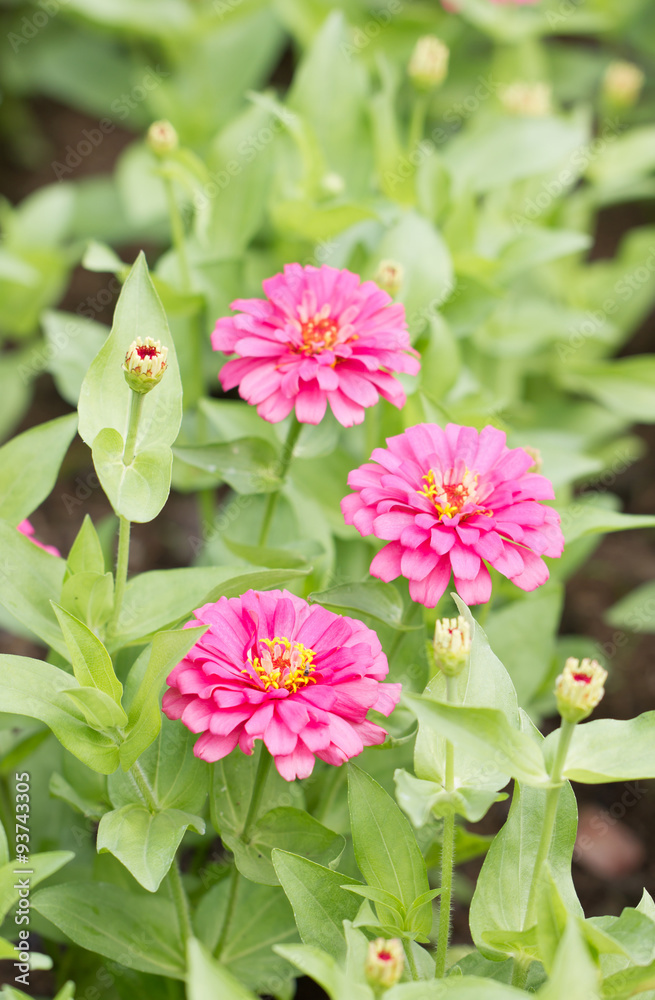 zinnia elegans flowers. zinnia elegans flowers.
