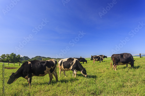 Dairy cattle eating grass in Taitung, Taiwan