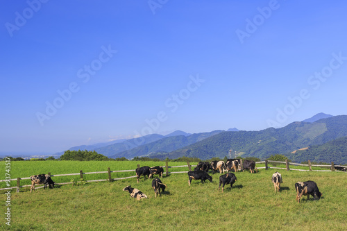 Dairy cattle eating grass in Taitung, Taiwan © Kit Leong