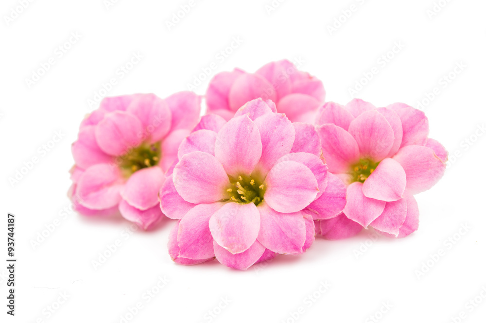 delicate pink flowers