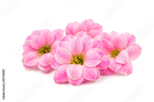 delicate pink flowers © ksena32